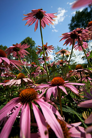 Sonnenhut im Garten-140804-9831