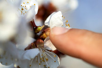 Marillenbaum Blüte-170403-8576