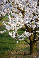 Marillenbaum Plantage in Bluete-170403-8555