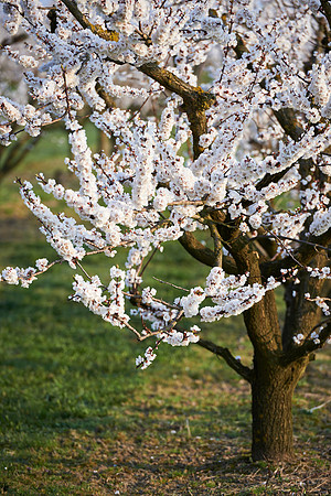 Marillenbaum Plantage in Bluete-170403-8555