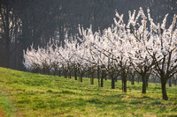 Marillenbaum Plantage in Bluete-170403-8543