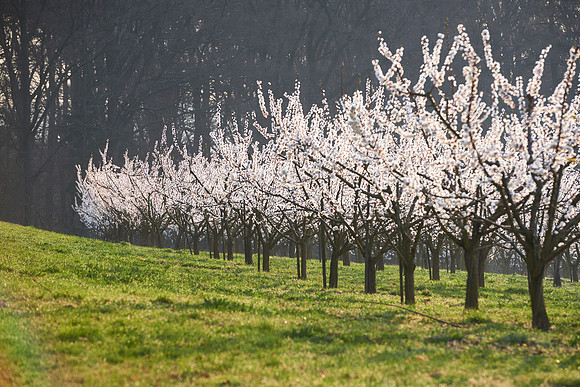 Marillenbaum Plantage in Bluete-170403-8543
