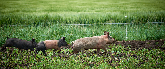Biohof Harbich - springende Ferkel