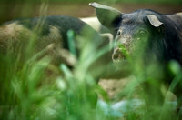 Biohof Harbich - Freiland Schweinezucht