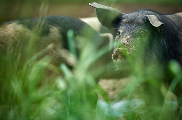 Biohof Harbich - Freiland Schweinezucht