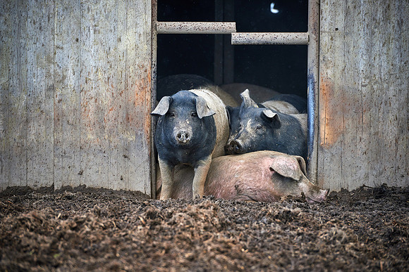 Biohof Harbich - Freiland Schweinezucht