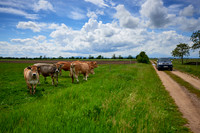 Biohof Harbich - Freiland Rinderzucht