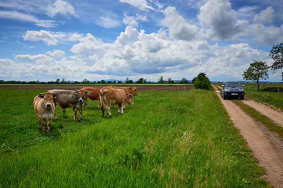 Biohof Harbich - Freiland Rinderzucht