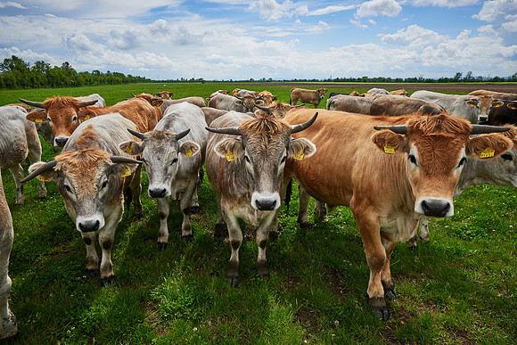 Biohof Harbich - Freiland Rinderzucht