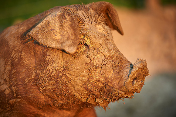 150721-0027 Duroc Freilandschweine.