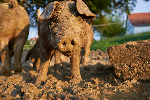 Fotoreportage - Regionen & Brauchtum - Duroc Freilandschweine