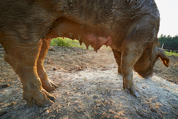 Fotoreportage - Regionen & Brauchtum - Duroc Freilandschweine
