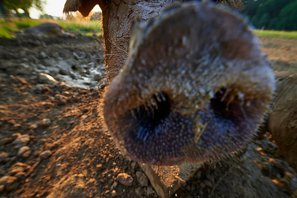 Fotoreportage - Regionen & Brauchtum - Duroc Freilandschweine
