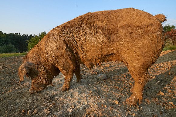 Fotoreportage - Regionen & Brauchtum - Duroc Freilandschweine