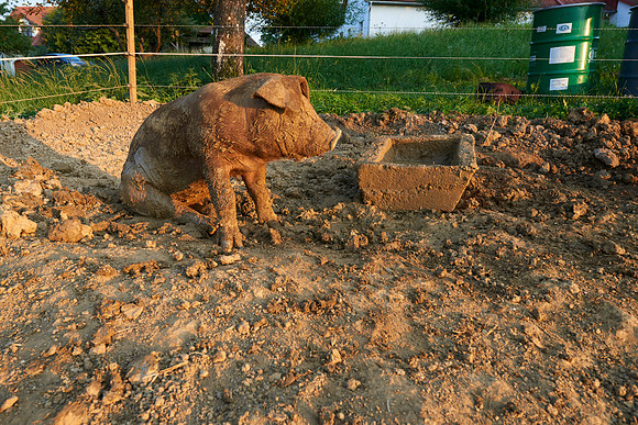 Fotoreportage - Regionen & Brauchtum - Duroc Freilandschweine
