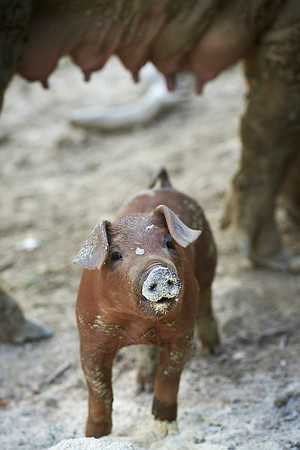 Fotoreportage - Regionen & Brauchtum - Duroc Freilandschweine