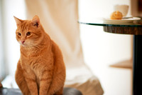 Cafe Neko
