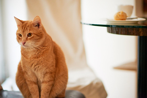 Cafe Neko