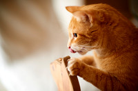 Cafe Neko
