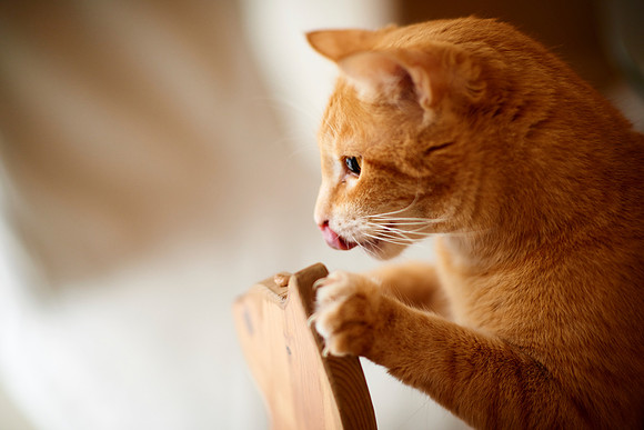 Cafe Neko