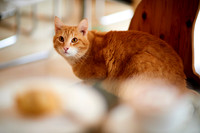 Cafe Neko