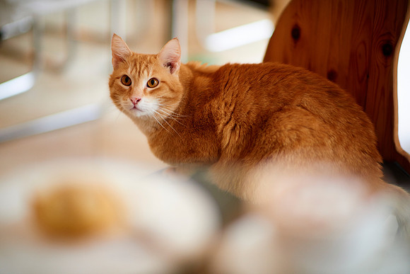 Cafe Neko