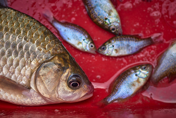 Gefangene Fische im roten Kuebel