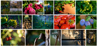 Stockfotos Im Garten