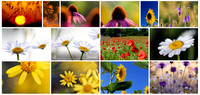 Stockfotos Pflanzen und Gräser
