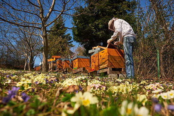 Bienenstock mit Imker und blühender Wiese