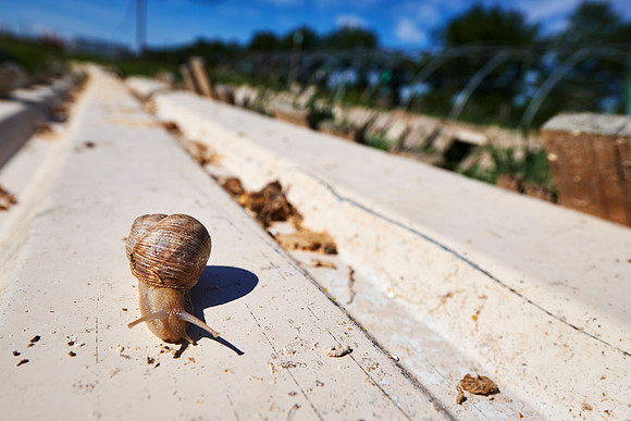 Wiener Schneckenfarm mit Schnecke-170529-0664 1_kulinarik