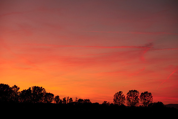 Baumlandschaft im Abendrot