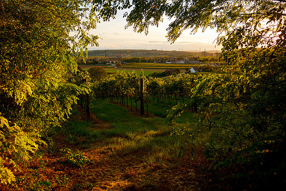 Blick auf Enzersfeld in der Abendsonne