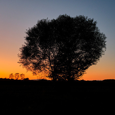 Baumlandschaft im Abendrot
