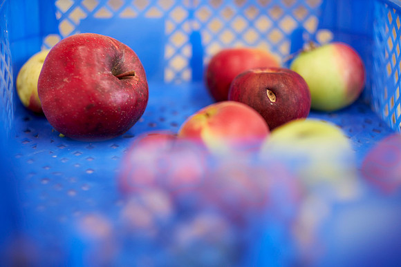 Gesammelte Äpfel in blauer Kiste
