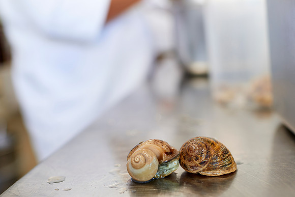 Schnecke und Schneckengehaeuse in der Kueche-130806_1123 1